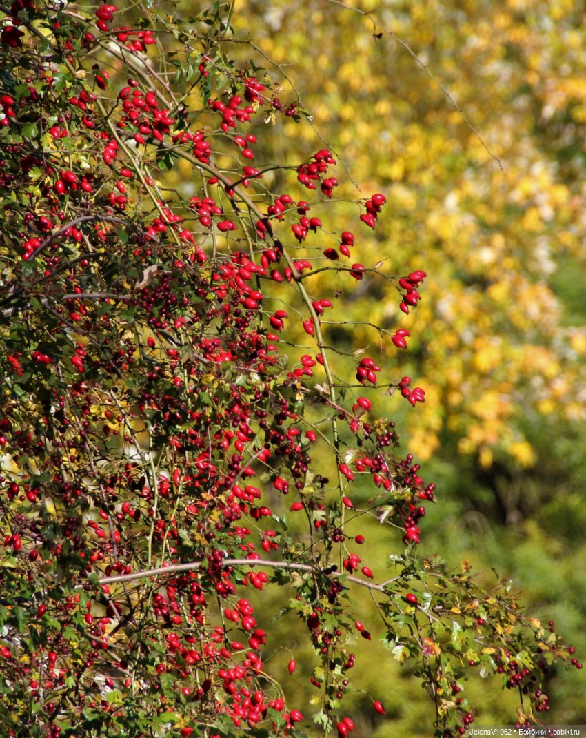 Осенние прогулки с Азалией Цвергназе