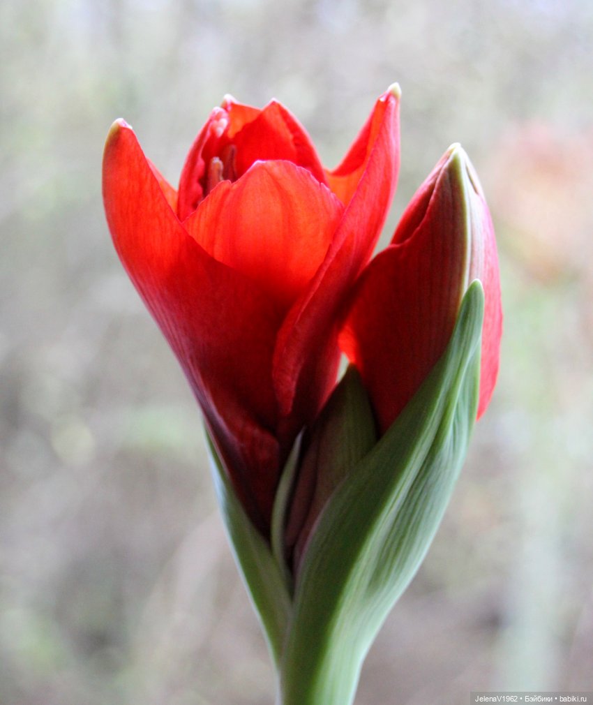 Рождественское настроение для Тони & Мари Käthe Kruse. Одежда своими руками (фото 2)