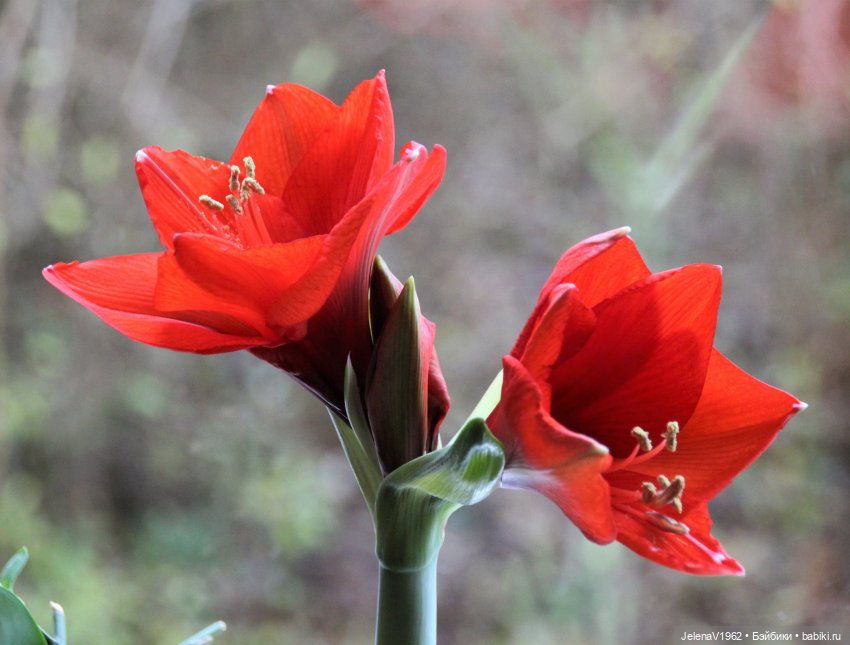 Рождественское настроение для Тони & Мари Käthe Kruse. Одежда своими руками (фото 3)