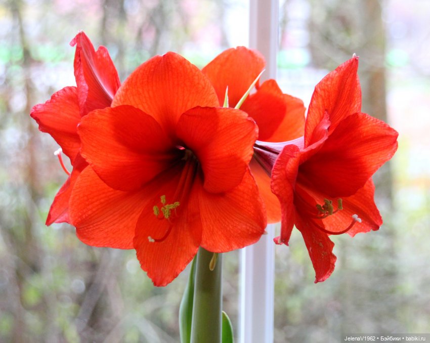 Рождественское настроение для Тони & Мари Käthe Kruse. Одежда своими руками