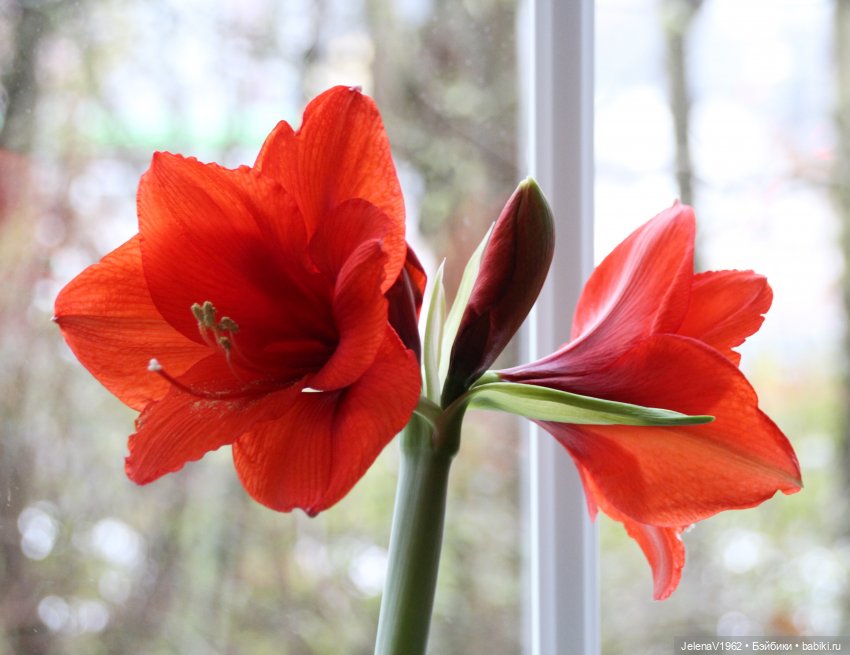 Рождественское настроение для Тони & Мари Käthe Kruse. Одежда своими руками (фото 4)