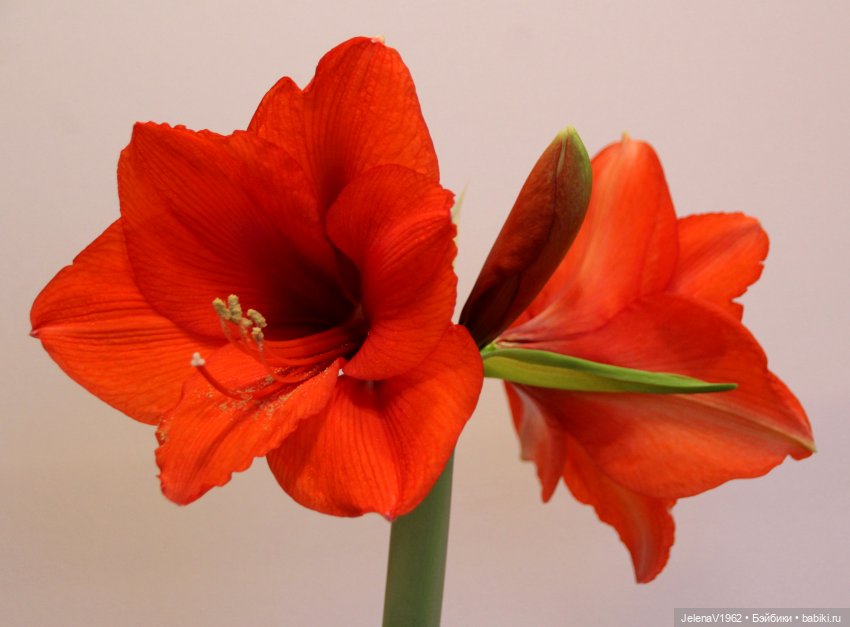 Рождественское настроение для Тони & Мари Käthe Kruse. Одежда своими руками (фото 5)