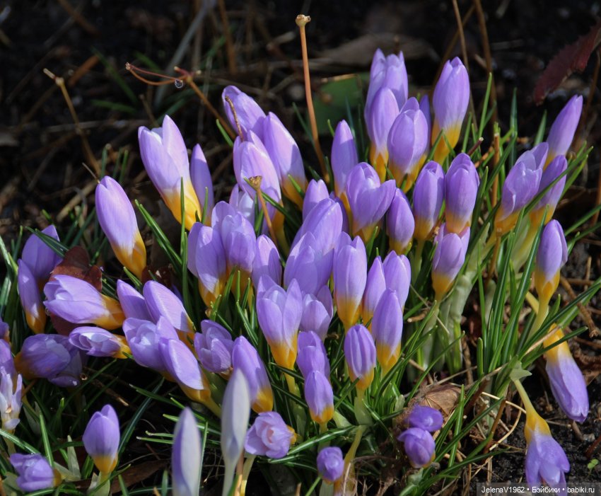 Когда её совсем не ждёшь — Куклы Baboliy (Баболи (фото 5)