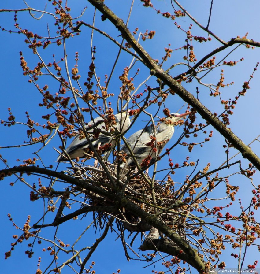 Когда её совсем не ждёшь — Куклы Baboliy (Баболи