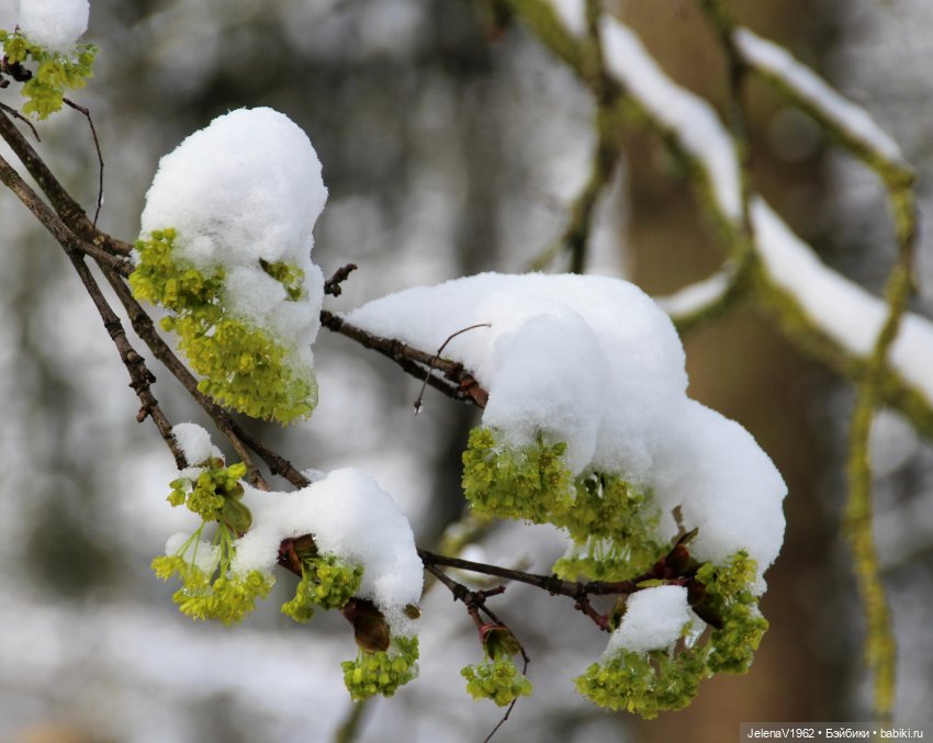 Когда её совсем не ждёшь — Куклы Baboliy (Баболи