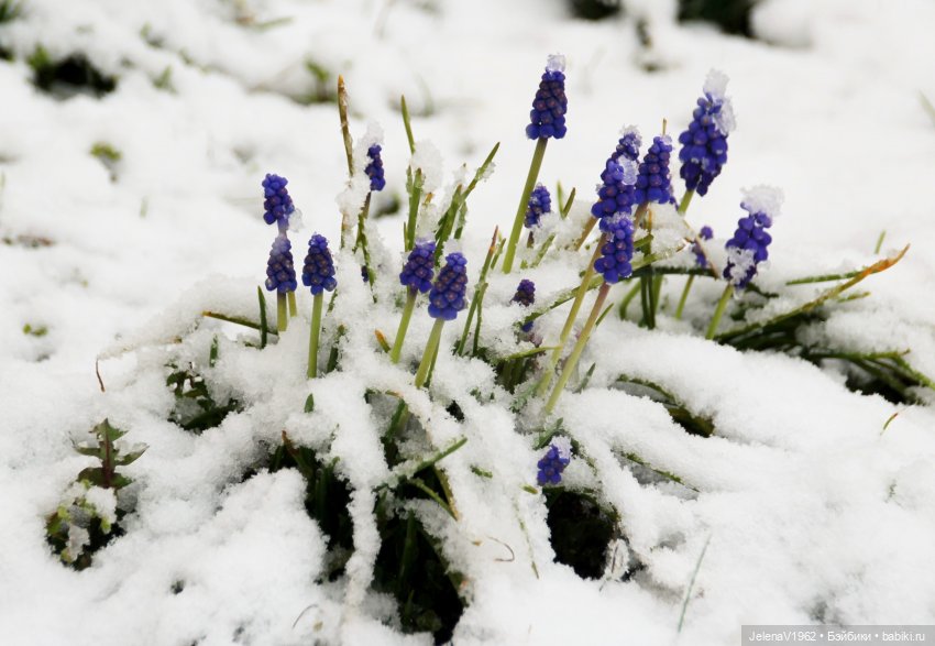 Когда её совсем не ждёшь — Куклы Baboliy (Баболи