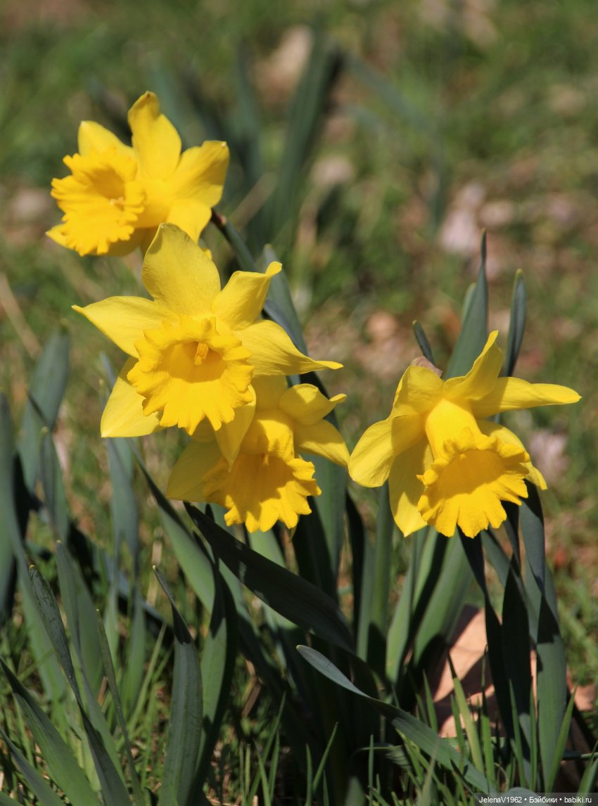 Когда её совсем не ждёшь — Куклы Baboliy (Баболи