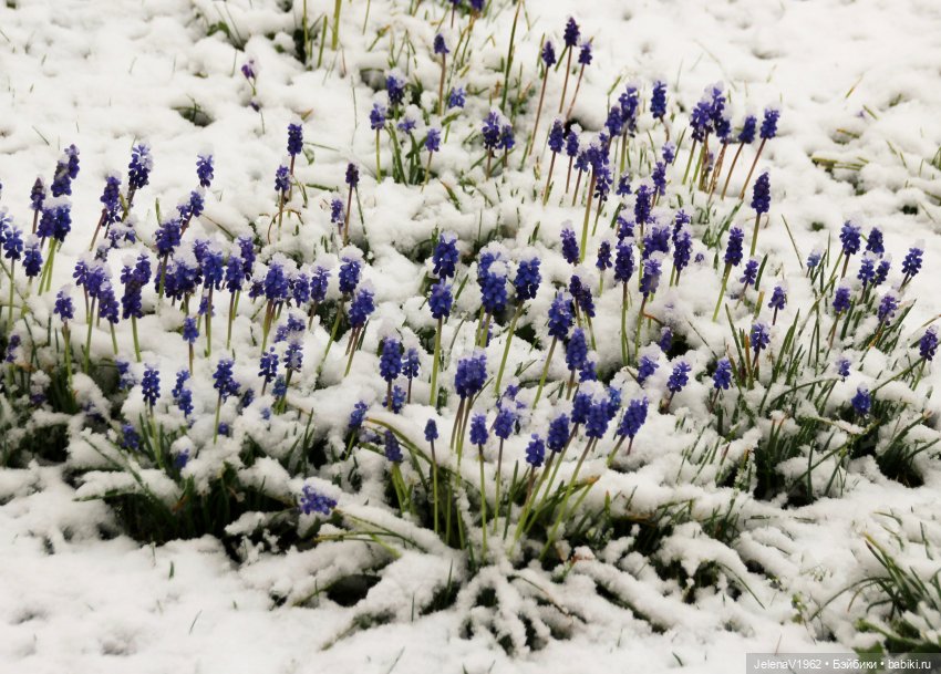 Когда её совсем не ждёшь — Куклы Baboliy (Баболи