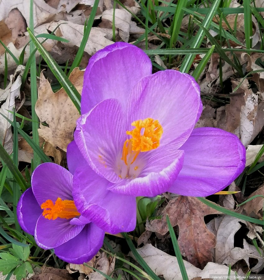 Когда её совсем не ждёшь — Куклы Baboliy (Баболи
