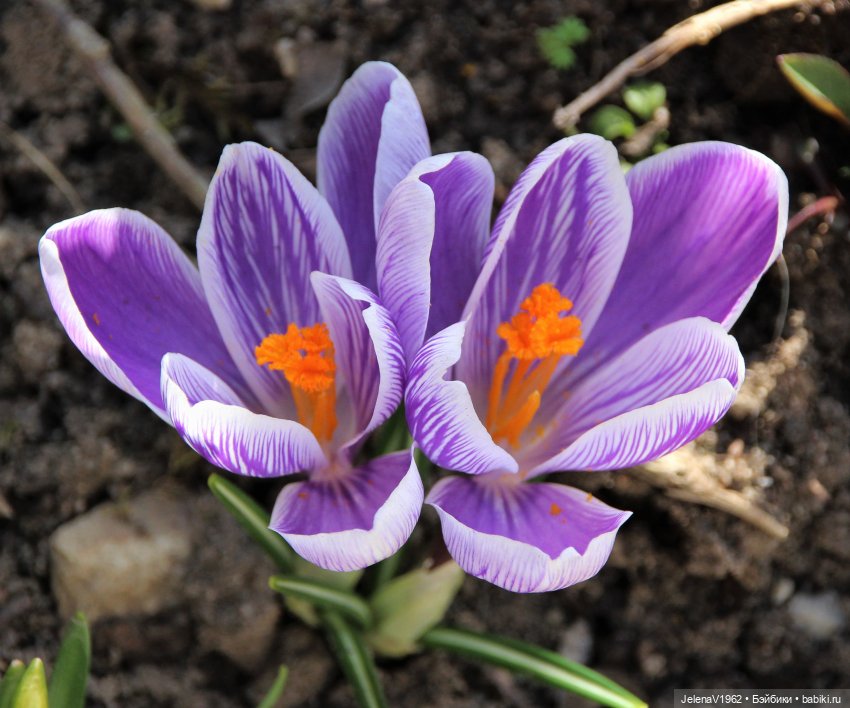 Когда её совсем не ждёшь — Куклы Baboliy (Баболи
