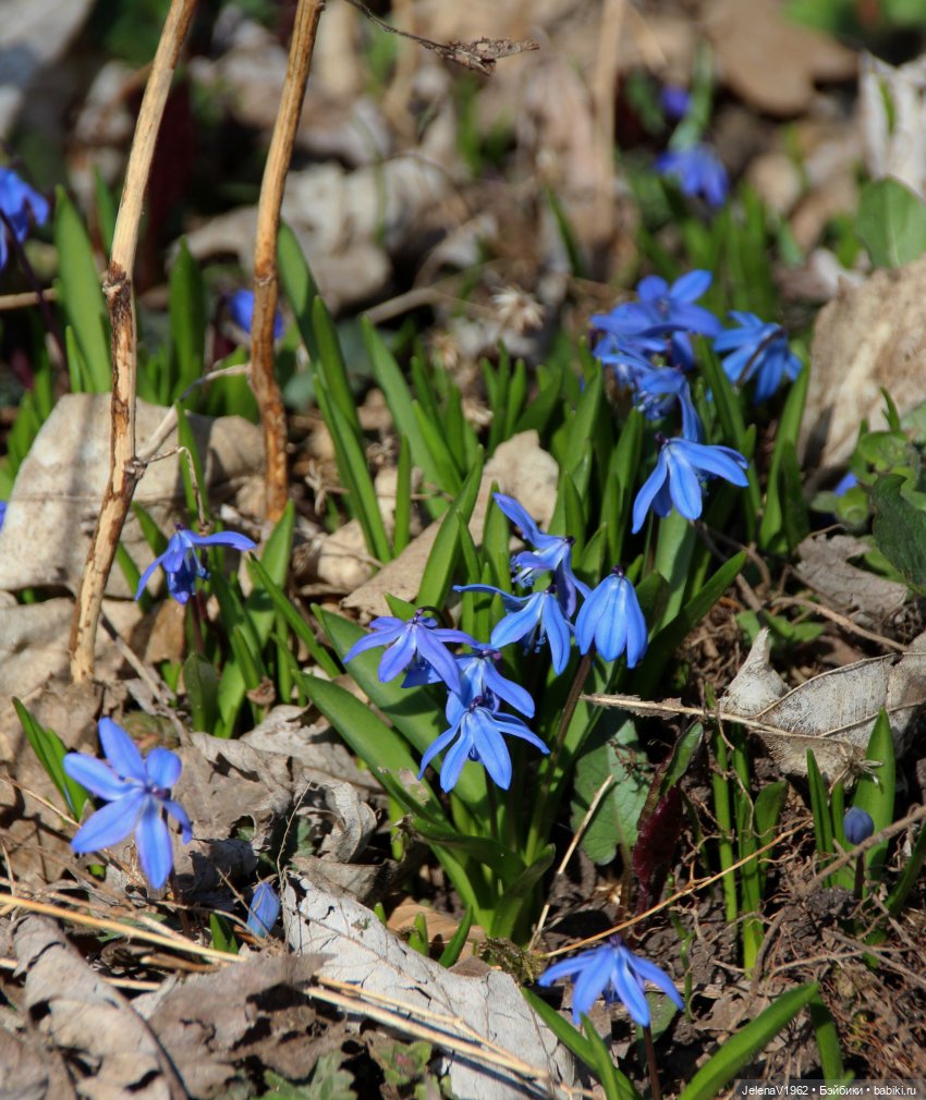 Когда её совсем не ждёшь — Куклы Baboliy (Баболи