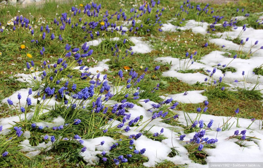 Когда её совсем не ждёшь — Куклы Baboliy (Баболи