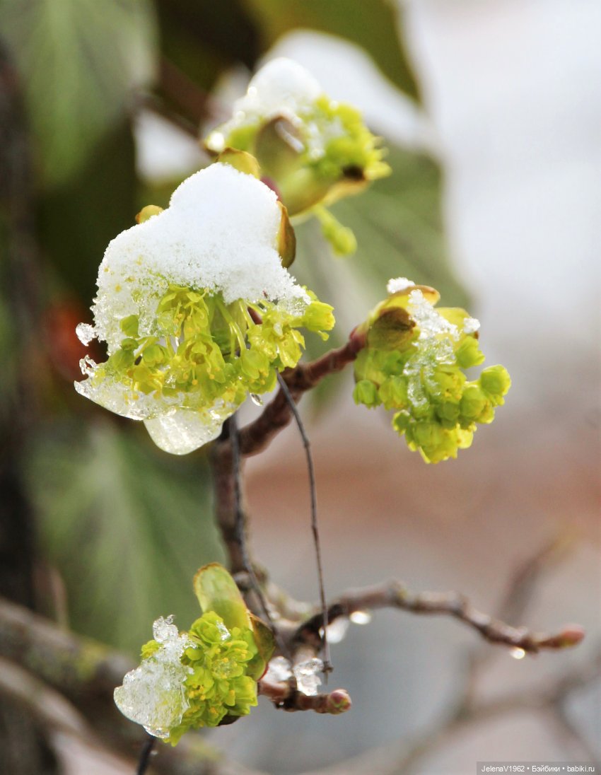 Когда её совсем не ждёшь — Куклы Baboliy (Баболи