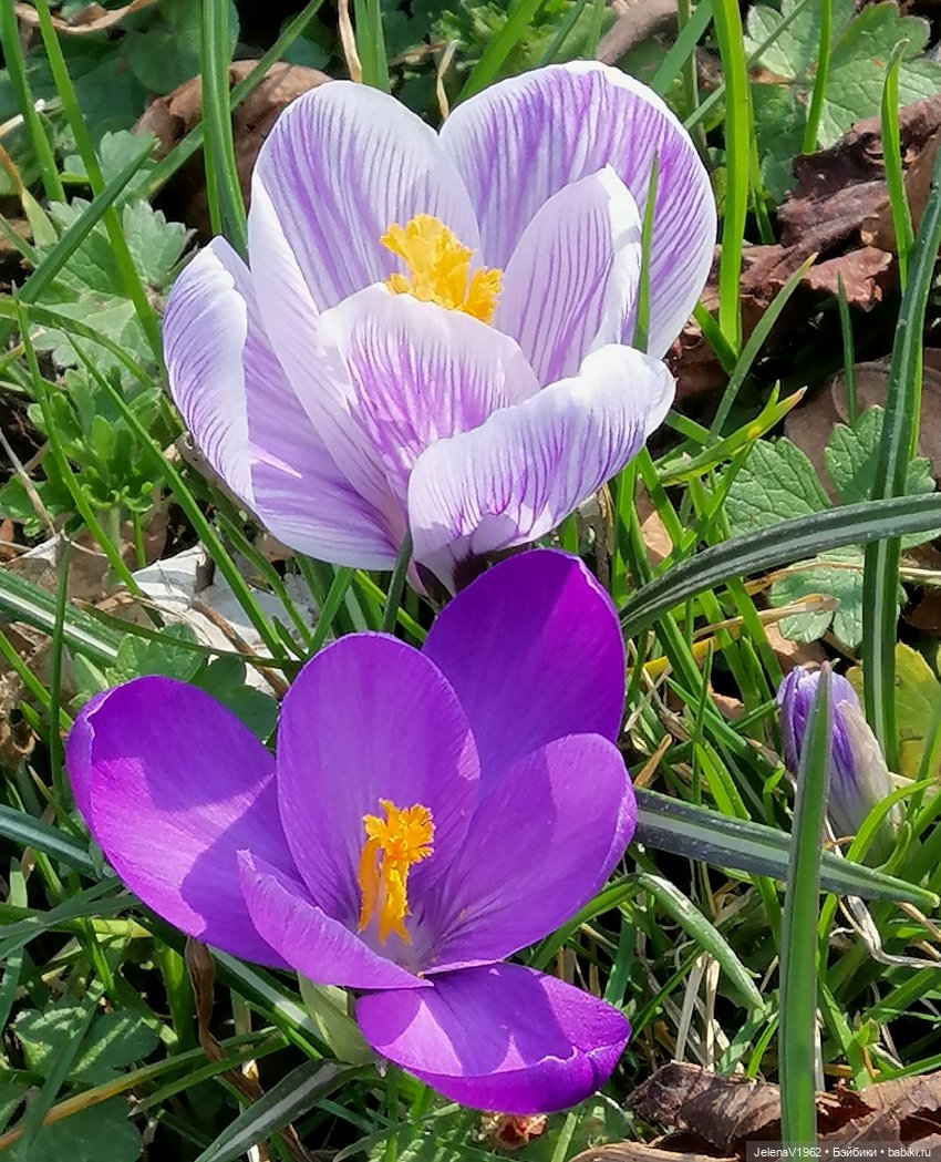 Когда её совсем не ждёшь — Куклы Baboliy (Баболи