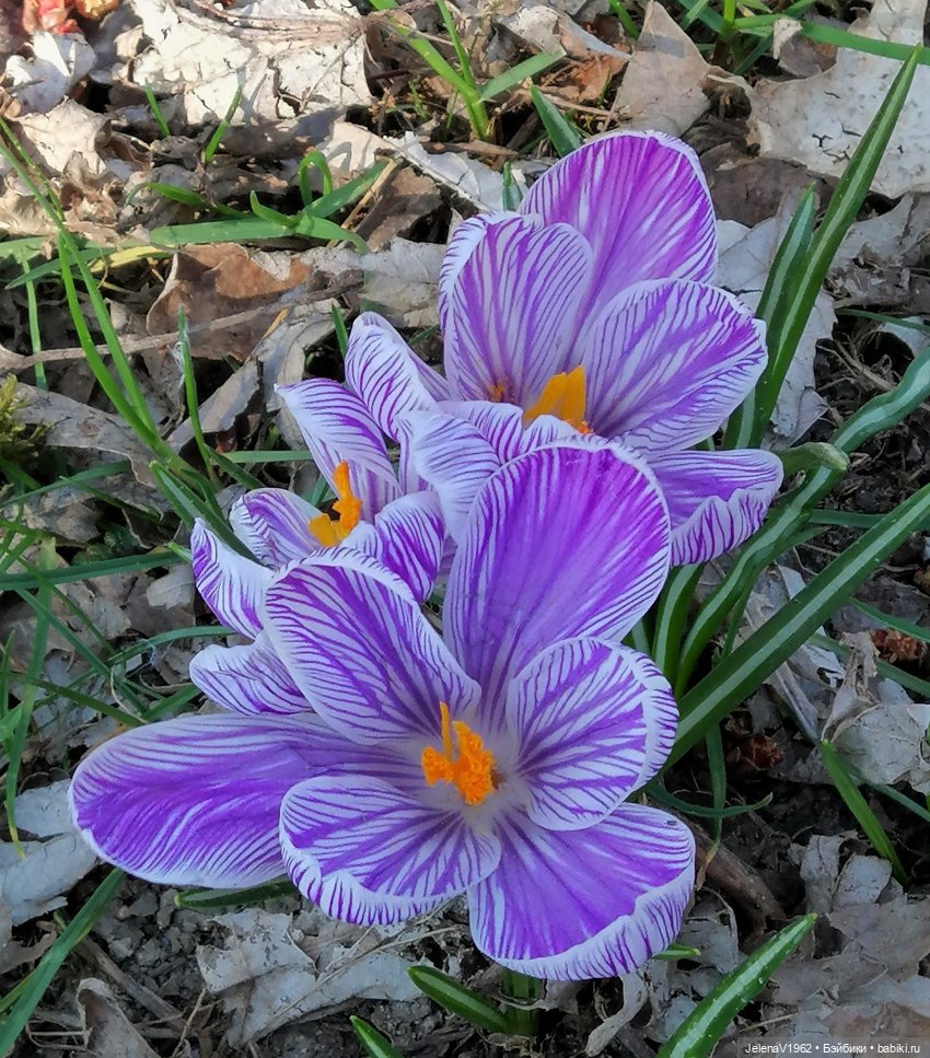 Когда её совсем не ждёшь — Куклы Baboliy (Баболи