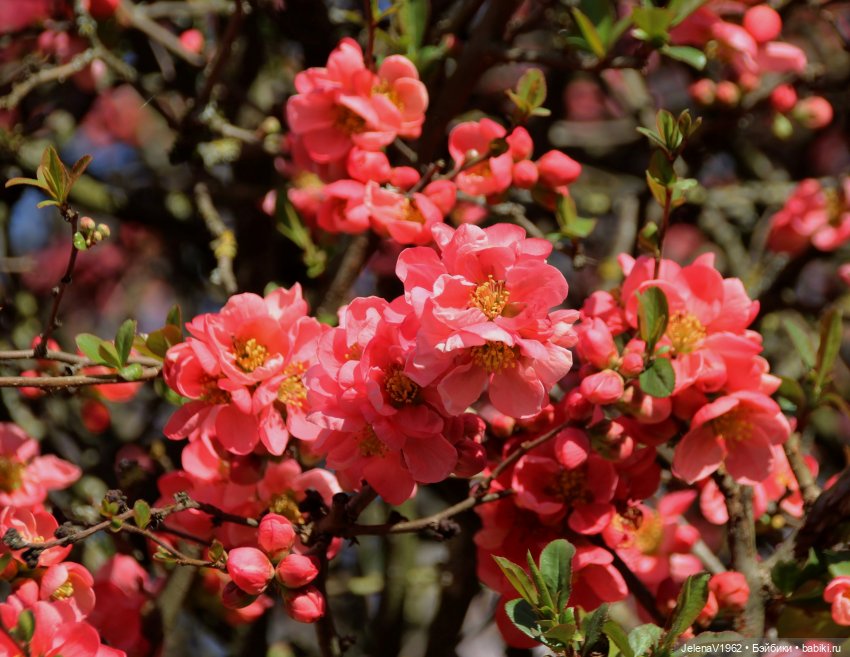 Когда её совсем не ждёшь — Куклы Baboliy (Баболи