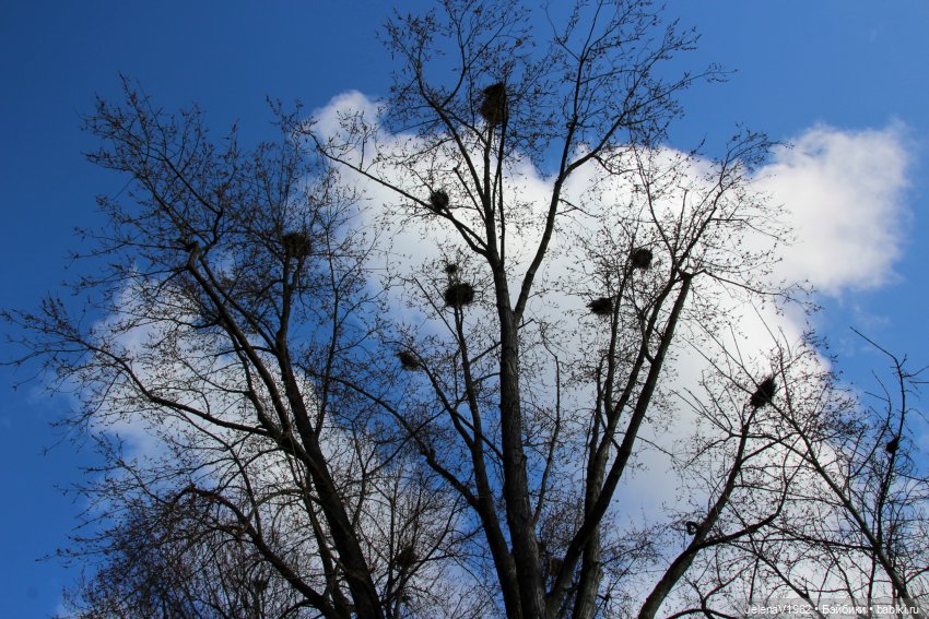 Когда её совсем не ждёшь — Куклы Baboliy (Баболи