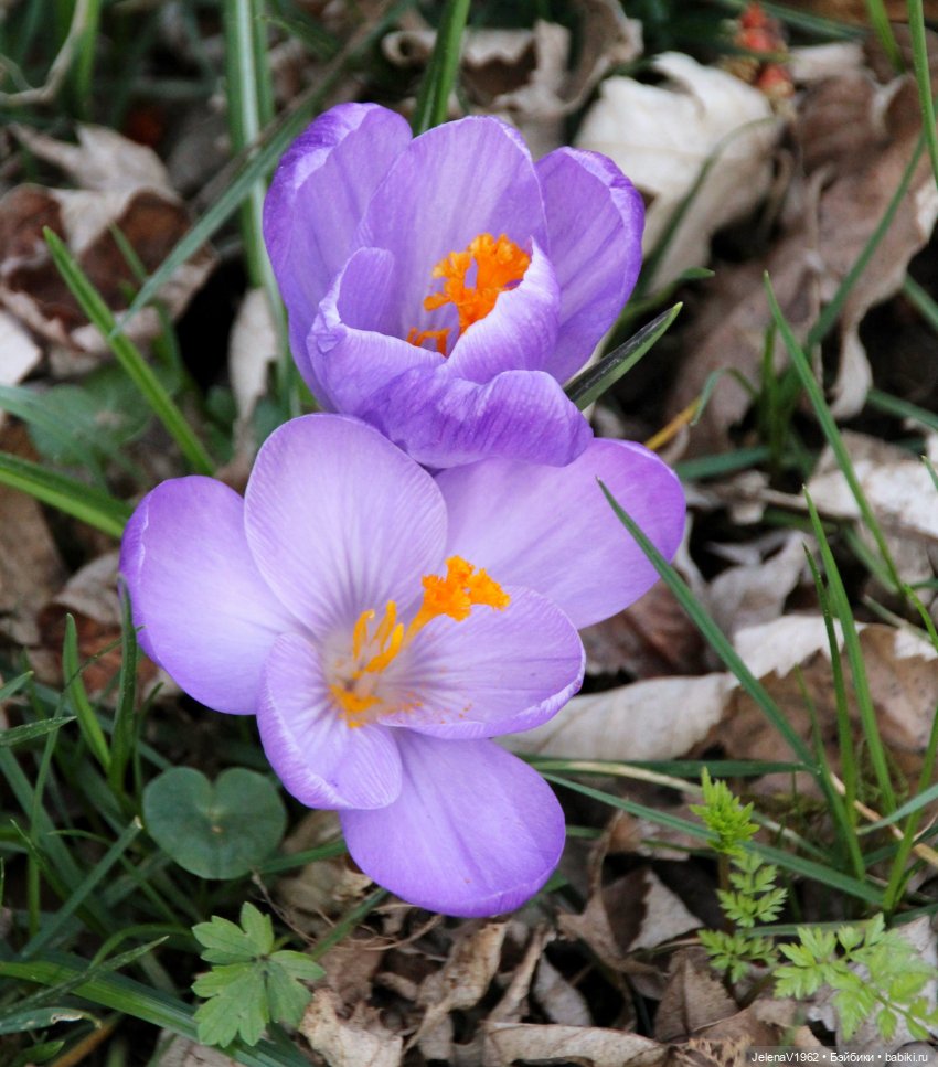 Когда её совсем не ждёшь — Куклы Baboliy (Баболи