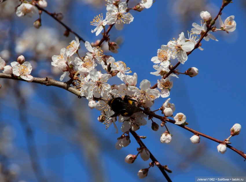 Когда её совсем не ждёшь — Куклы Baboliy (Баболи