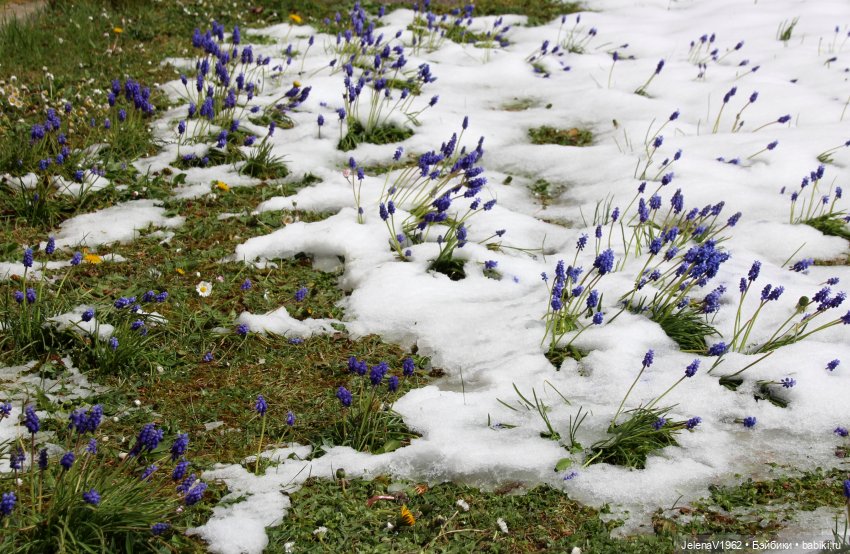 Когда её совсем не ждёшь — Куклы Baboliy (Баболи