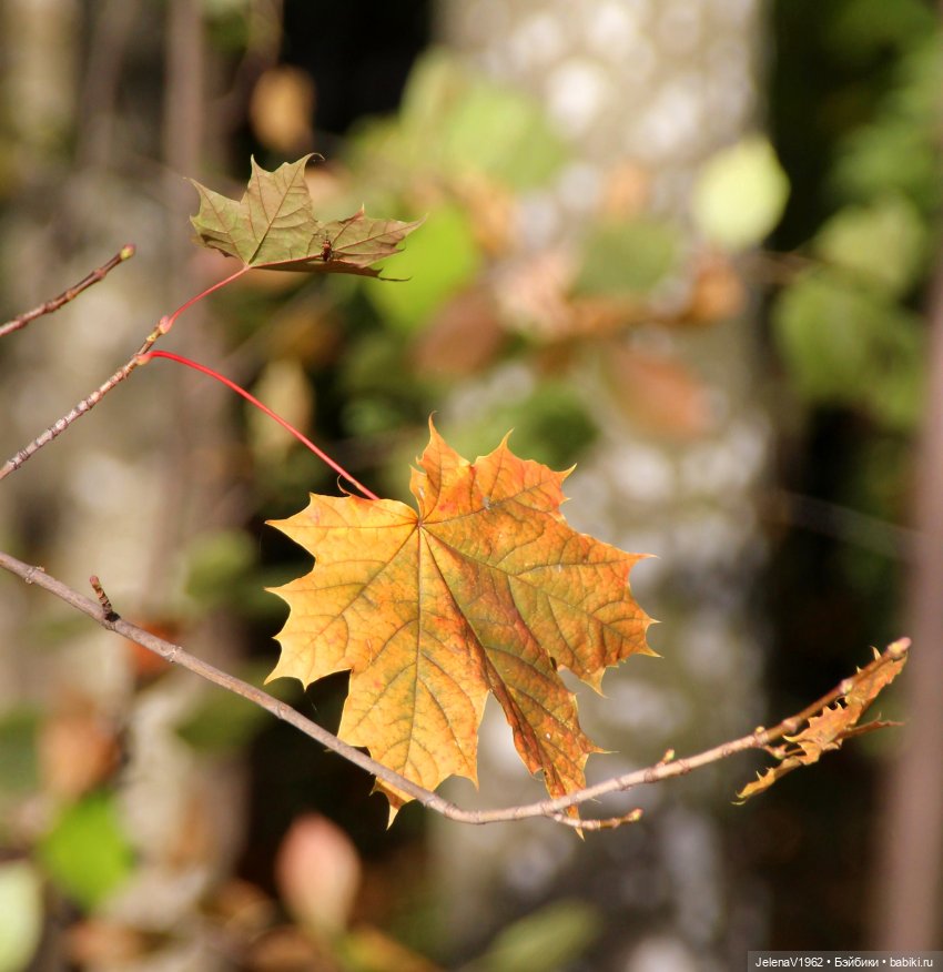 Осенние мотивы: вяжем кленовый лист крючком