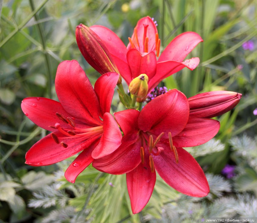 Лето - это маленькая жизнь. И снова самые обаятельные и привлекательные и моё крючкотворчество | Бэйбики Лето - это маленькая жизнь. И снова самые обаятельные и привлекательные и моё крючкотворчество