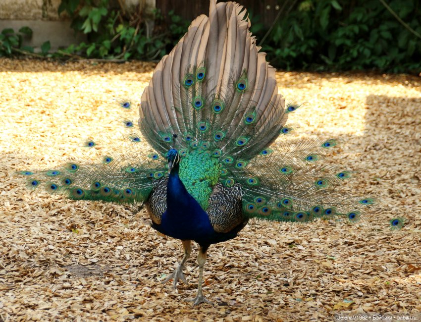 Лето - это маленькая жизнь. И снова самые обаятельные и привлекательные и моё крючкотворчество | Бэйбики Лето - это маленькая жизнь. И снова самые обаятельные и привлекательные и моё крючкотворчество