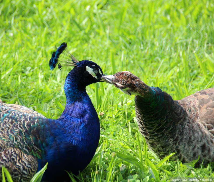 Лето - это маленькая жизнь. И снова самые обаятельные и привлекательные и моё крючкотворчество | Бэйбики Лето - это маленькая жизнь. И снова самые обаятельные и привлекательные и моё крючкотворчество