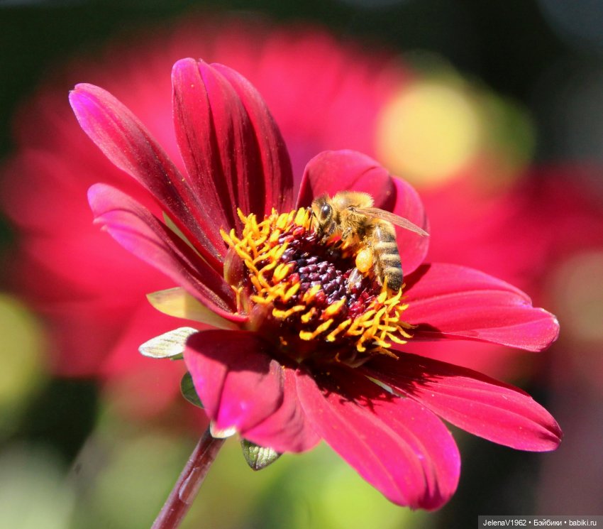 Лето - это маленькая жизнь. И снова самые обаятельные и привлекательные и моё крючкотворчество | Бэйбики Лето - это маленькая жизнь. И снова самые обаятельные и привлекательные и моё крючкотворчество