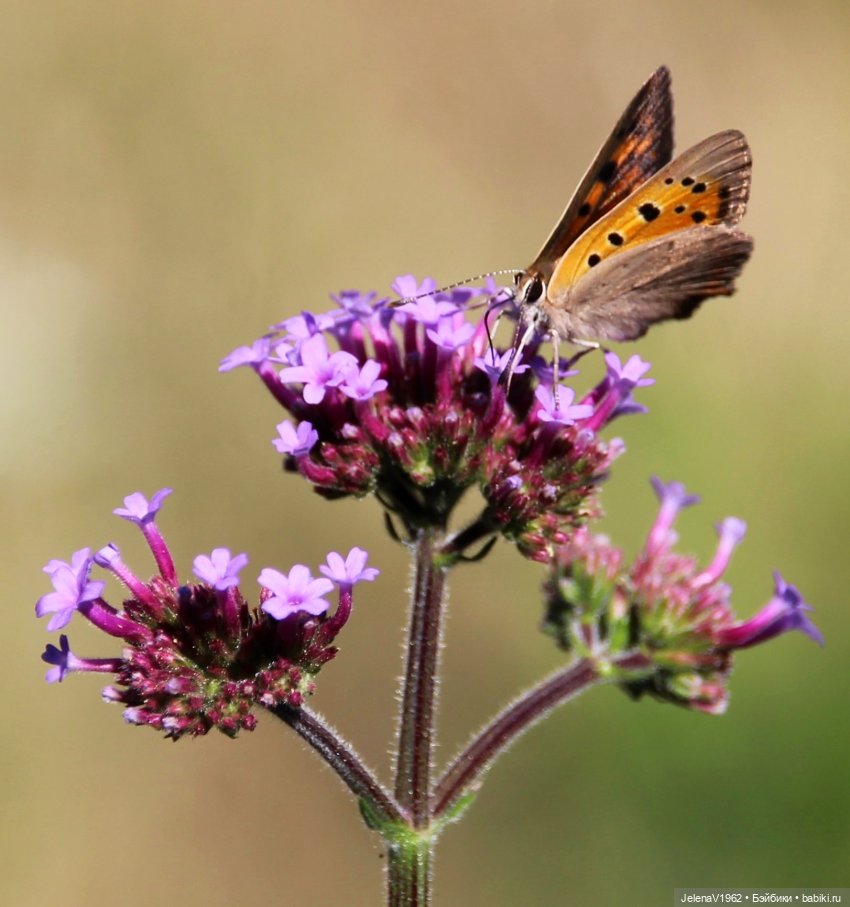 Лето - это маленькая жизнь. И снова самые обаятельные и привлекательные и моё крючкотворчество | Бэйбики Лето - это маленькая жизнь. И снова самые обаятельные и привлекательные и моё крючкотворчество