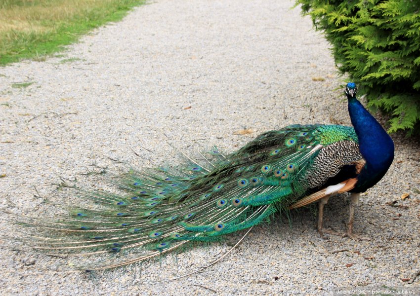 Лето - это маленькая жизнь. И снова самые обаятельные и привлекательные и моё крючкотворчество | Бэйбики Лето - это маленькая жизнь. И снова самые обаятельные и привлекательные и моё крючкотворчество