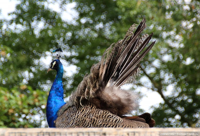 Лето - это маленькая жизнь. И снова самые обаятельные и привлекательные и моё крючкотворчество | Бэйбики Лето - это маленькая жизнь. И снова самые обаятельные и привлекательные и моё крючкотворчество