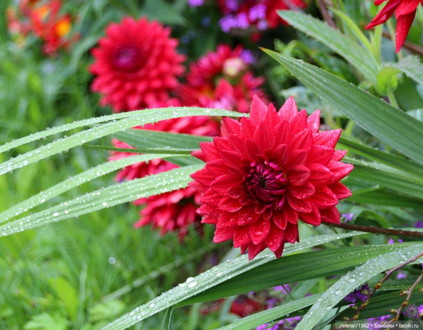 Лето - это маленькая жизнь. И снова самые обаятельные и привлекательные и моё крючкотворчество | Бэйбики Лето - это маленькая жизнь. И снова самые обаятельные и привлекательные и моё крючкотворчество