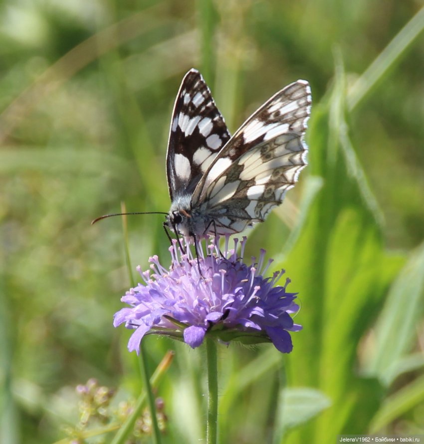 Лето - это маленькая жизнь. И снова самые обаятельные и привлекательные и моё крючкотворчество | Бэйбики Лето - это маленькая жизнь. И снова самые обаятельные и привлекательные и моё крючкотворчество