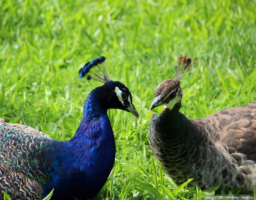 Лето - это маленькая жизнь. И снова самые обаятельные и привлекательные и моё крючкотворчество | Бэйбики Лето - это маленькая жизнь. И снова самые обаятельные и привлекательные и моё крючкотворчество
