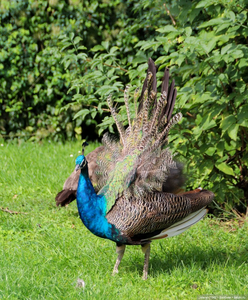 Лето - это маленькая жизнь. И снова самые обаятельные и привлекательные и моё крючкотворчество | Бэйбики Лето - это маленькая жизнь. И снова самые обаятельные и привлекательные и моё крючкотворчество