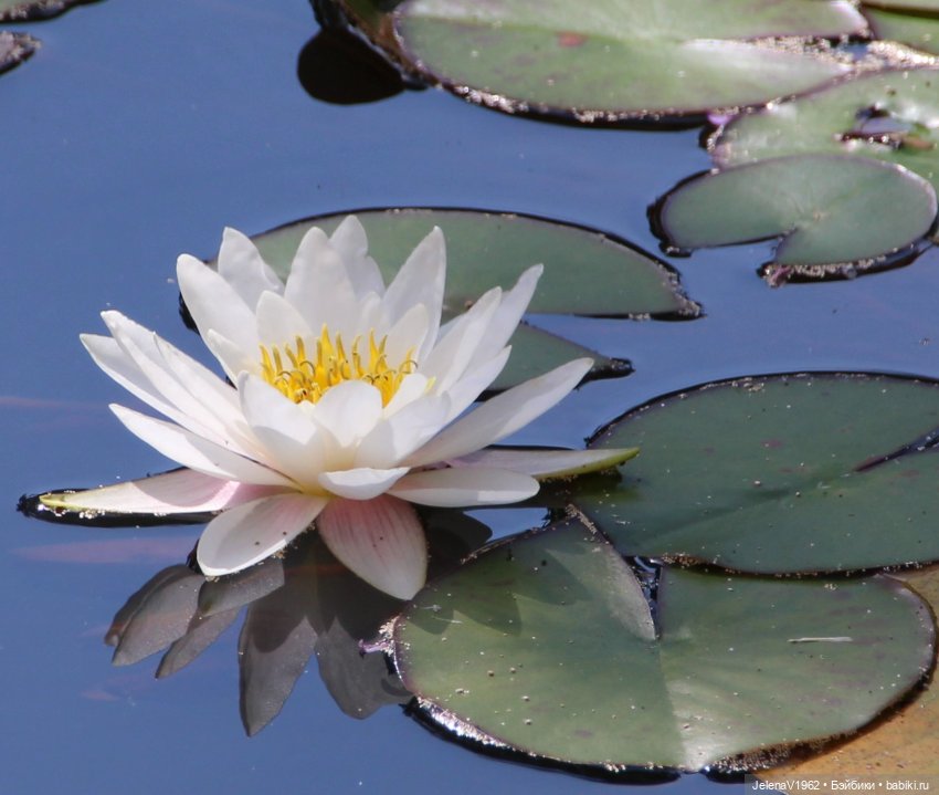 Лето - это маленькая жизнь. И снова самые обаятельные и привлекательные и моё крючкотворчество | Бэйбики Лето - это маленькая жизнь. И снова самые обаятельные и привлекательные и моё крючкотворчество