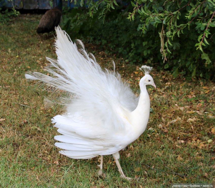 Лето - это маленькая жизнь. И снова самые обаятельные и привлекательные и моё крючкотворчество | Бэйбики Лето - это маленькая жизнь. И снова самые обаятельные и привлекательные и моё крючкотворчество