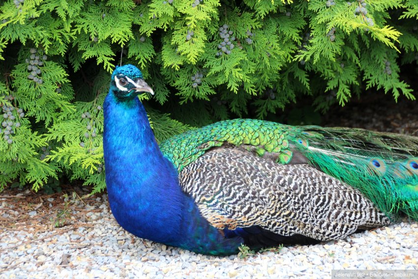 Лето - это маленькая жизнь. И снова самые обаятельные и привлекательные и моё крючкотворчество | Бэйбики Лето - это маленькая жизнь. И снова самые обаятельные и привлекательные и моё крючкотворчество