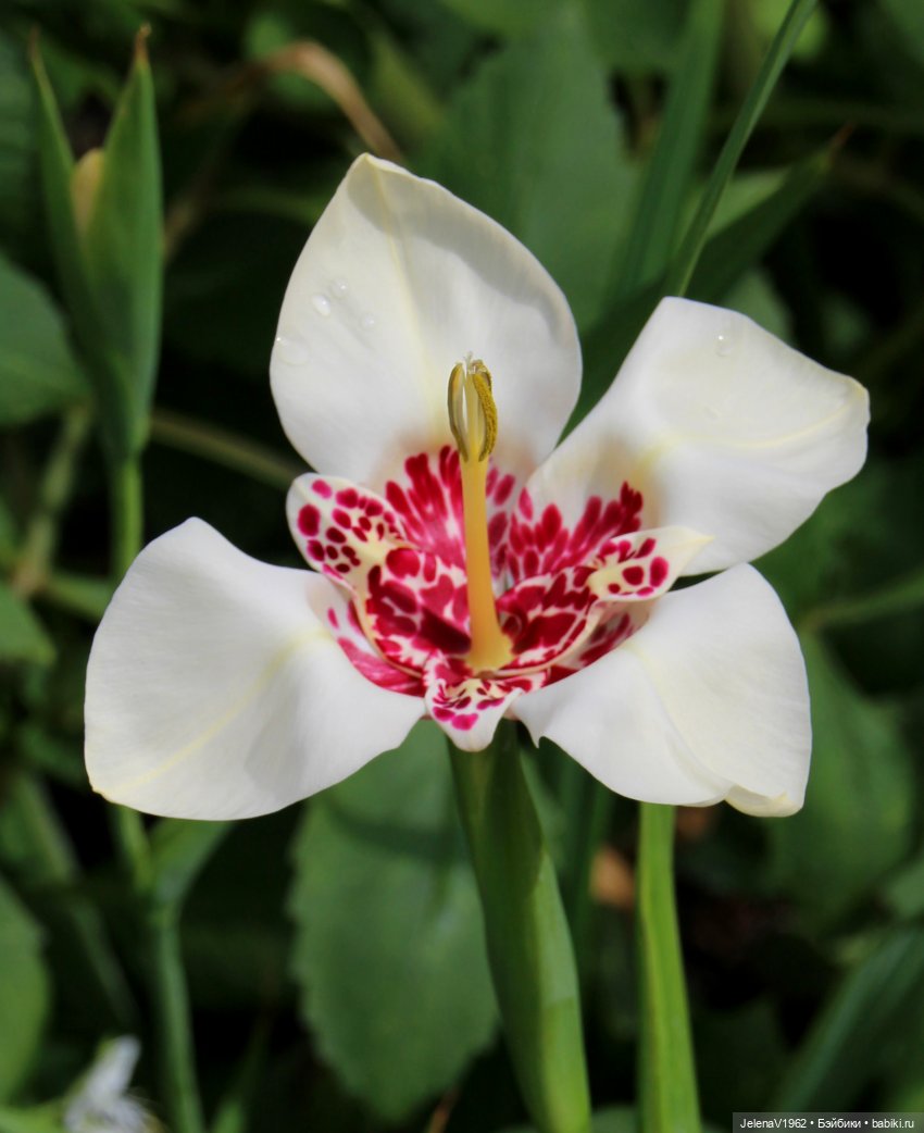 Лето - это маленькая жизнь. И снова самые обаятельные и привлекательные и моё крючкотворчество | Бэйбики Лето - это маленькая жизнь. И снова самые обаятельные и привлекательные и моё крючкотворчество