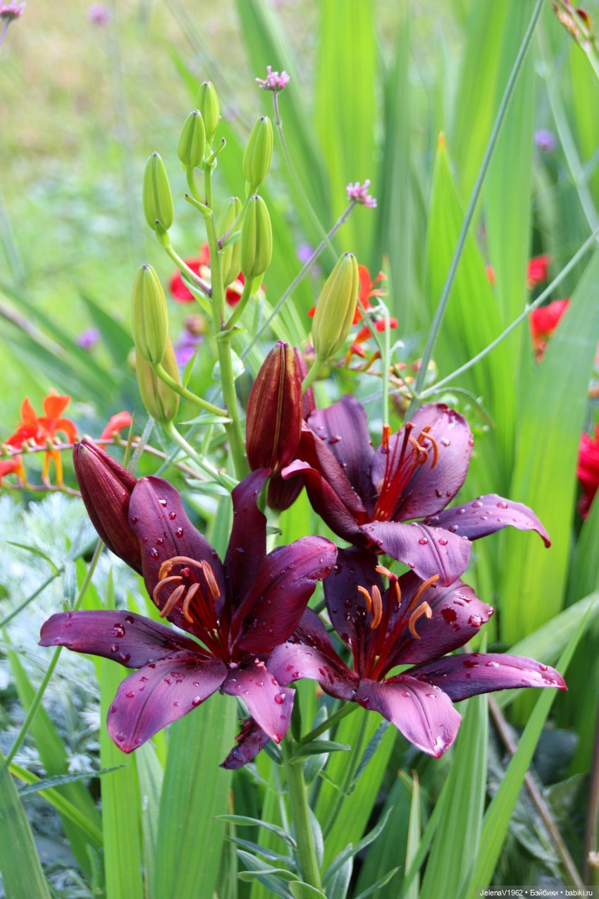 Лето - это маленькая жизнь. И снова самые обаятельные и привлекательные и моё крючкотворчество | Бэйбики Лето - это маленькая жизнь. И снова самые обаятельные и привлекательные и моё крючкотворчество