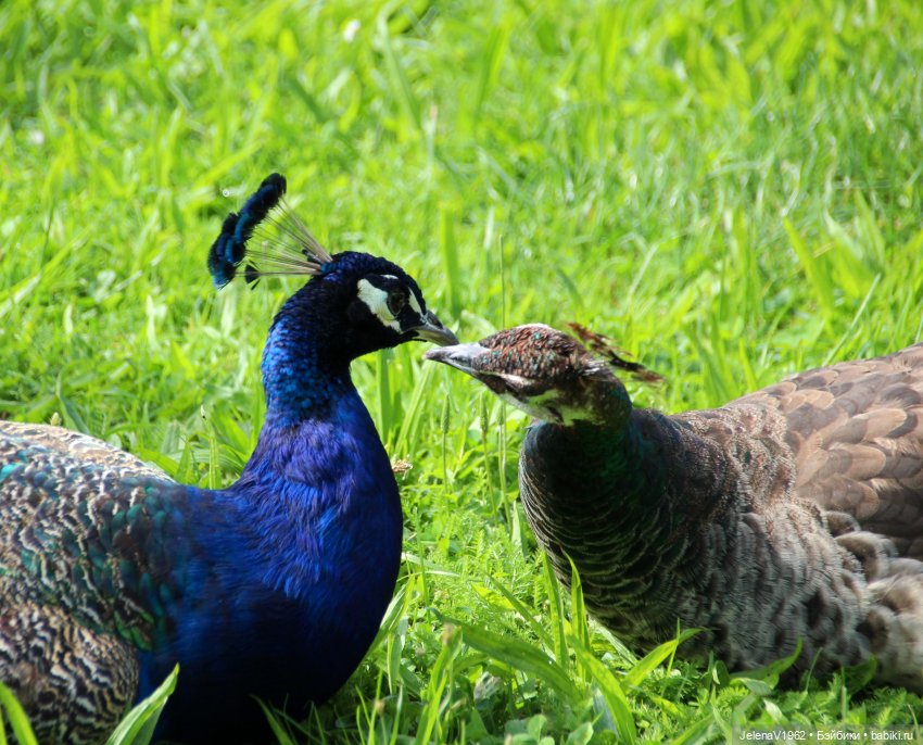 Лето - это маленькая жизнь. И снова самые обаятельные и привлекательные и моё крючкотворчество | Бэйбики Лето - это маленькая жизнь. И снова самые обаятельные и привлекательные и моё крючкотворчество