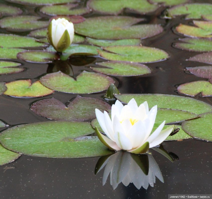 Лето - это маленькая жизнь. И снова самые обаятельные и привлекательные и моё крючкотворчество | Бэйбики Лето - это маленькая жизнь. И снова самые обаятельные и привлекательные и моё крючкотворчество