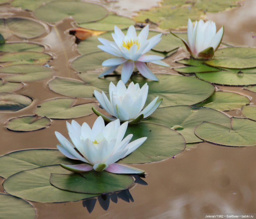 Лето - это маленькая жизнь. И снова самые обаятельные и привлекательные и моё крючкотворчество | Бэйбики Лето - это маленькая жизнь. И снова самые обаятельные и привлекательные и моё крючкотворчество