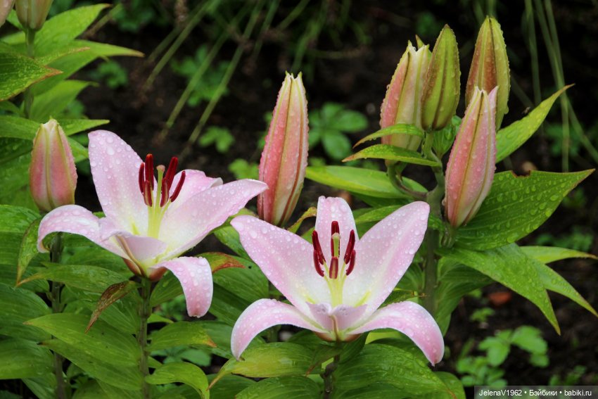 Лето - это маленькая жизнь. И снова самые обаятельные и привлекательные и моё крючкотворчество | Бэйбики Лето - это маленькая жизнь. И снова самые обаятельные и привлекательные и моё крючкотворчество