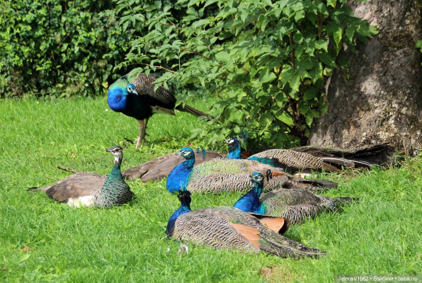 Лето - это маленькая жизнь. И снова самые обаятельные и привлекательные и моё крючкотворчество | Бэйбики Лето - это маленькая жизнь. И снова самые обаятельные и привлекательные и моё крючкотворчество