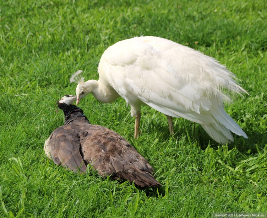 Лето - это маленькая жизнь. И снова самые обаятельные и привлекательные и моё крючкотворчество | Бэйбики Лето - это маленькая жизнь. И снова самые обаятельные и привлекательные и моё крючкотворчество