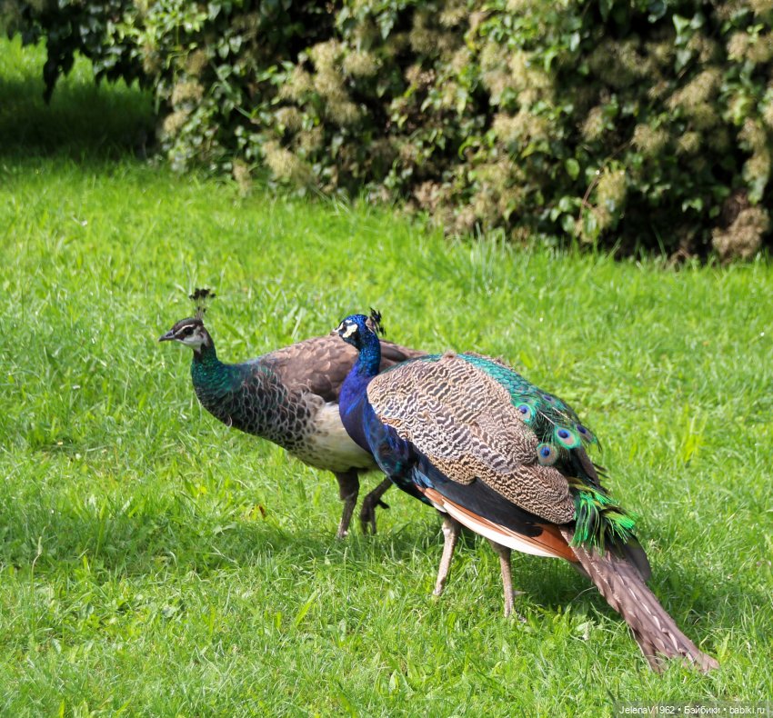 Лето - это маленькая жизнь. И снова самые обаятельные и привлекательные и моё крючкотворчество | Бэйбики Лето - это маленькая жизнь. И снова самые обаятельные и привлекательные и моё крючкотворчество