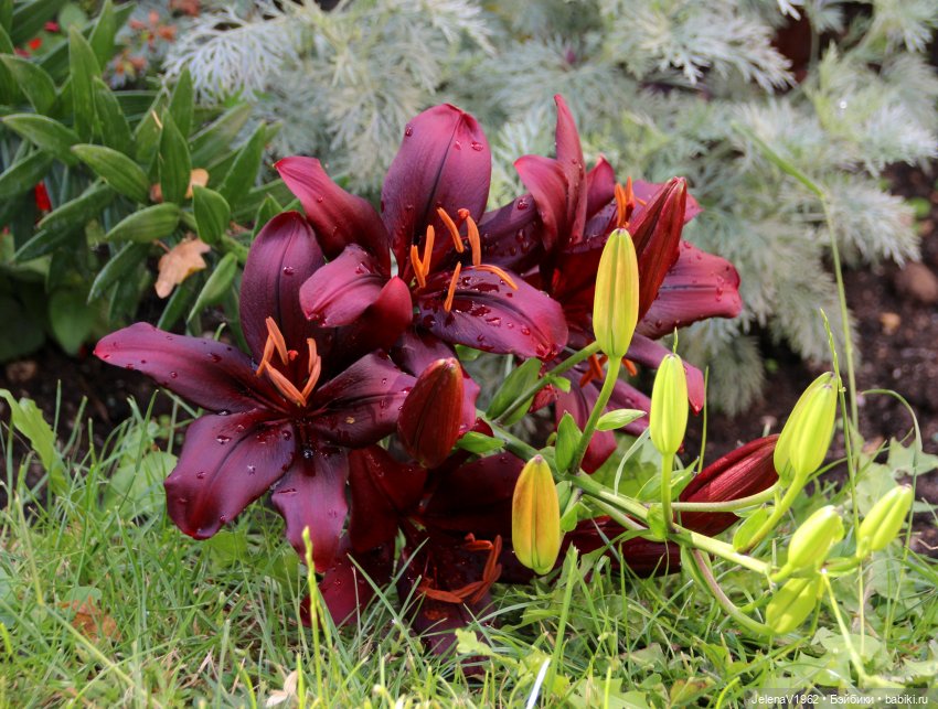 Лето - это маленькая жизнь. И снова самые обаятельные и привлекательные и моё крючкотворчество | Бэйбики Лето - это маленькая жизнь. И снова самые обаятельные и привлекательные и моё крючкотворчество