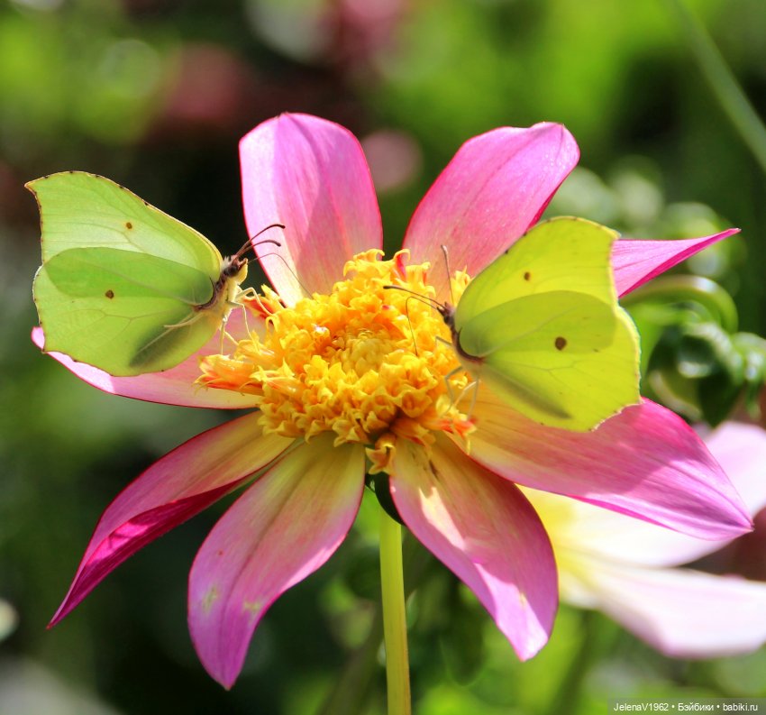 Лето - это маленькая жизнь. И снова самые обаятельные и привлекательные и моё крючкотворчество | Бэйбики Лето - это маленькая жизнь. И снова самые обаятельные и привлекательные и моё крючкотворчество